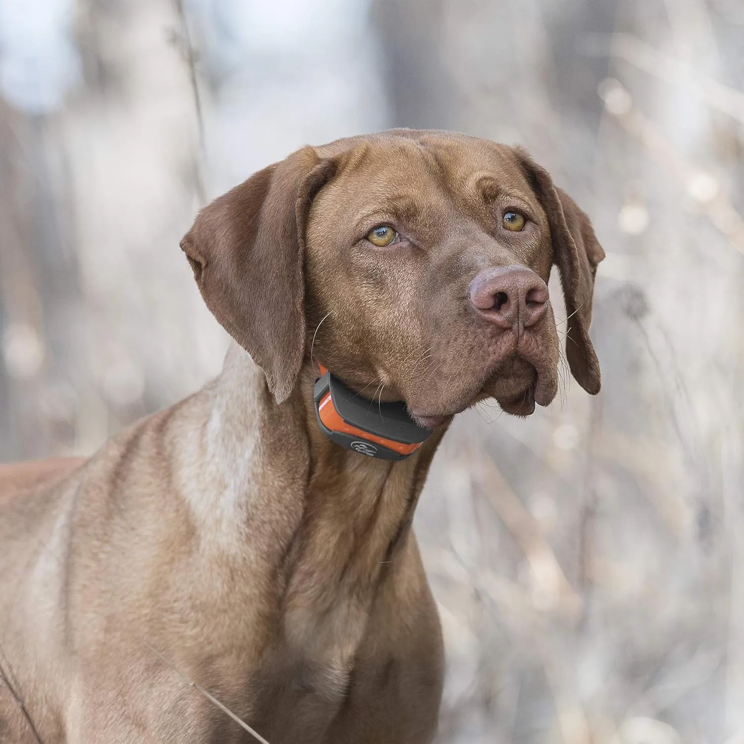 SportDOG Brand SportTrainer 575 Remote Trainer - Bright, Easy to Read OLED Screen - 500 Yard Range - Waterproof, Rechargeable Dog Training Collar with Tone, Vibration, and Static, Orange